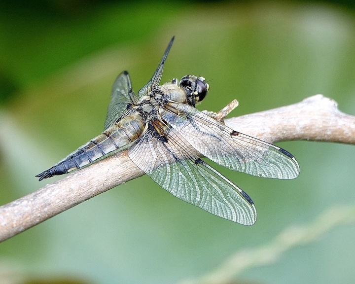 four-spotted chaser